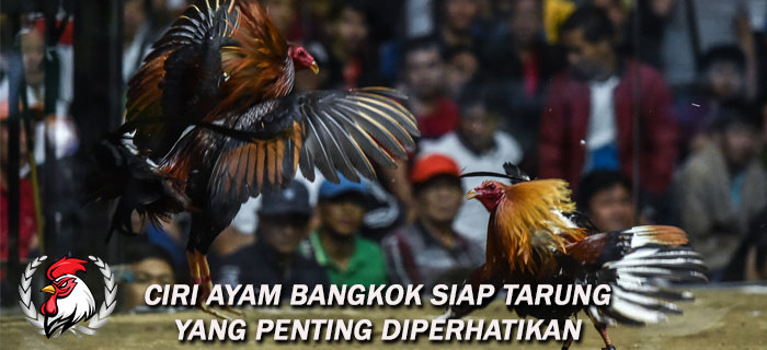 Ciri Ayam Bangkok Siap Tarung