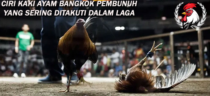 Ciri Kaki Ayam Bangkok Pembunuh