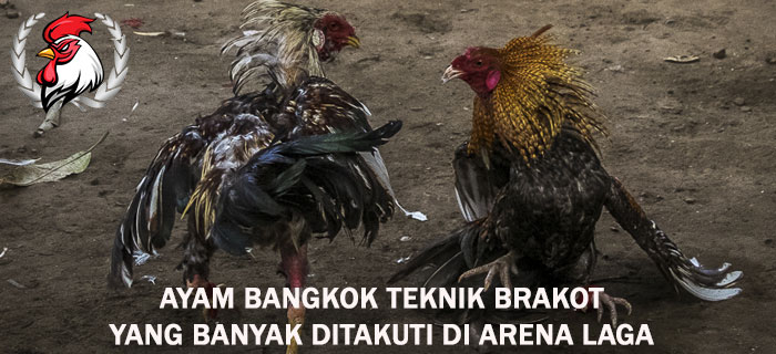 Ayam Bangkok Teknik Brakot