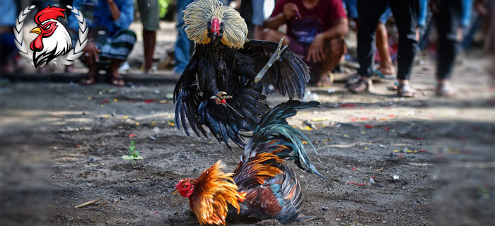 Kehebatan Ayam Bangkok Teknik Nikus