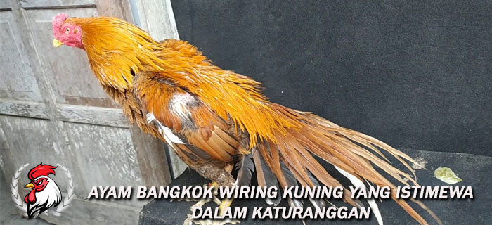 Ayam Bangkok Wiring Kuning