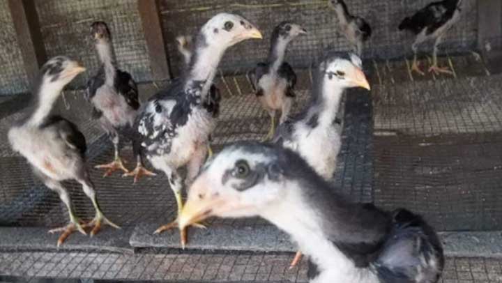 Beberapa Ciri-Ciri Anak Ayam Bangkok Berkualitas Juara