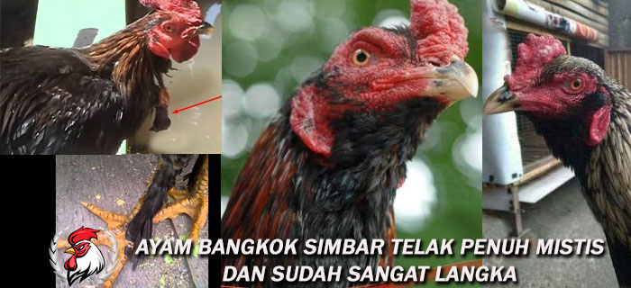 Ayam Bangkok Simbar Telak