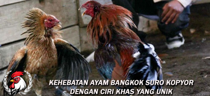 Ayam Bangkok Suro Kopyor