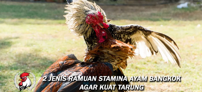 2 Jenis Ramuan Stamina Ayam Bangkok
