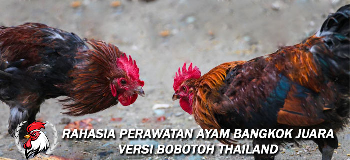 Rahasia Perawatan Ayam Bangkok Juara