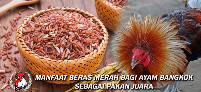 Manfaat Beras Merah Bagi Ayam Bangkok