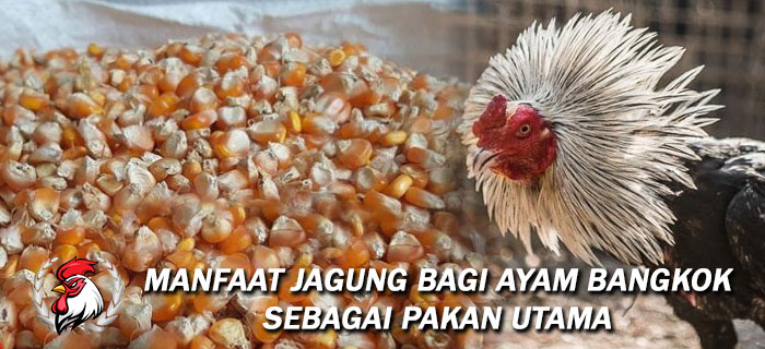 Manfaat Jagung Bagi Ayam Bangkok