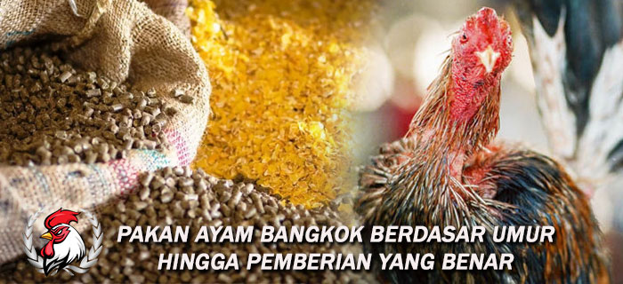 Pakan Ayam Bangkok Berdasar Umur