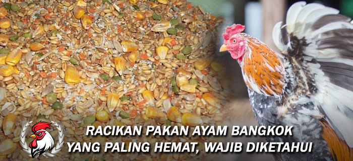 Racikan Pakan Ayam Bangkok Yang Paling Hemat
