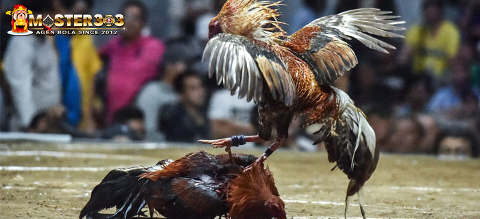 Bentuk Kaki Ayam Bangkok Memiliki Pukulan Mematikan